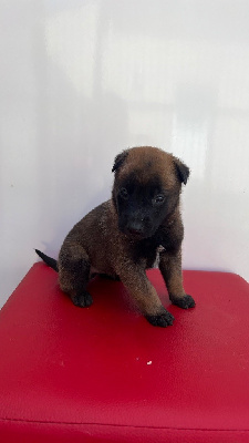 CHIOT 3