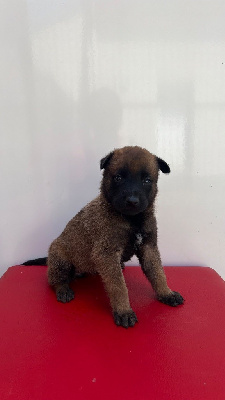 CHIOT 8