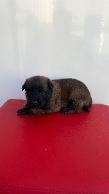CHIOT 5