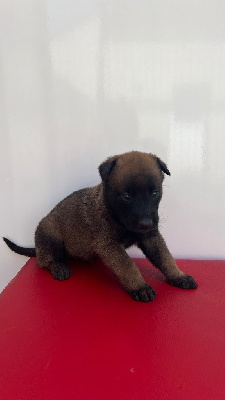 CHIOT 1