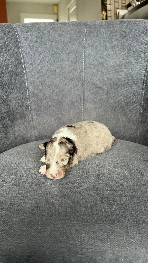 du Banc des Hermelles - Chiots disponibles - Shetland Sheepdog