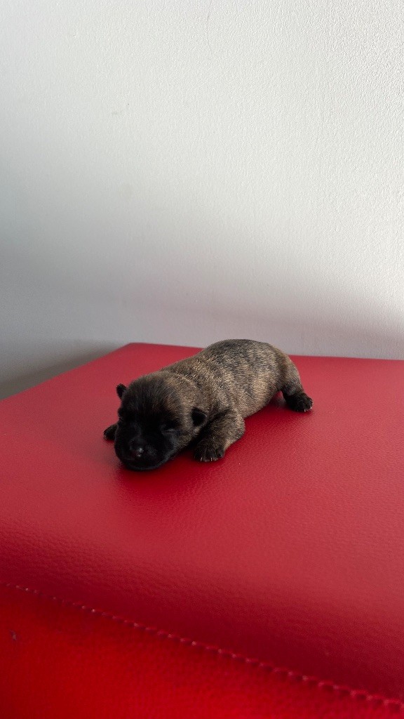 du Banc des Hermelles - Chiots disponibles - Cairn Terrier