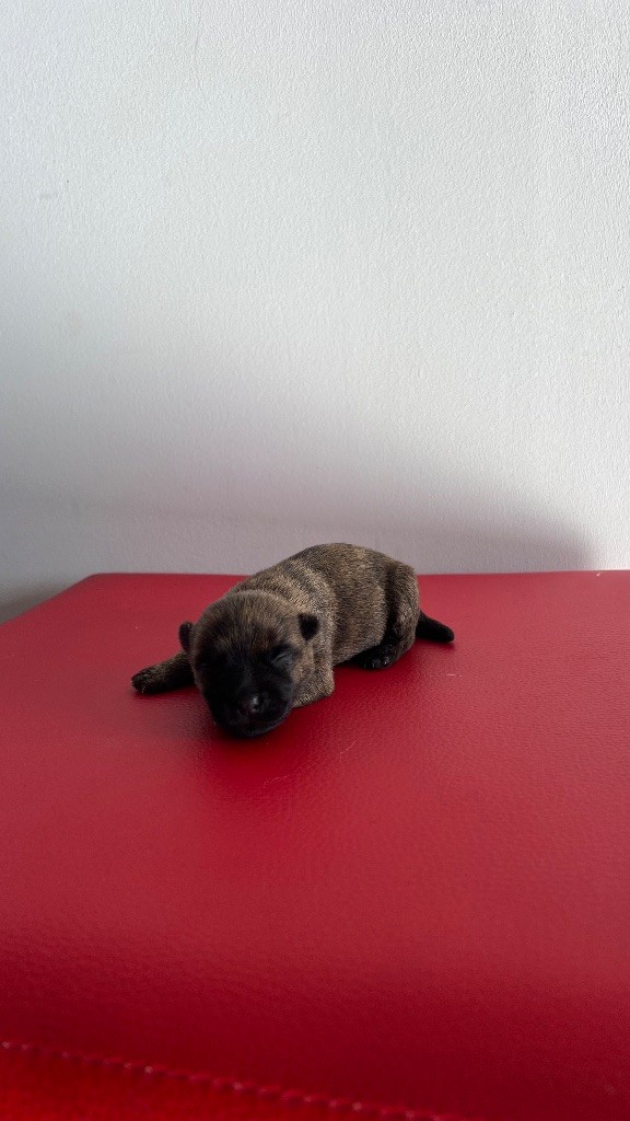 du Banc des Hermelles - Chiots disponibles - Cairn Terrier