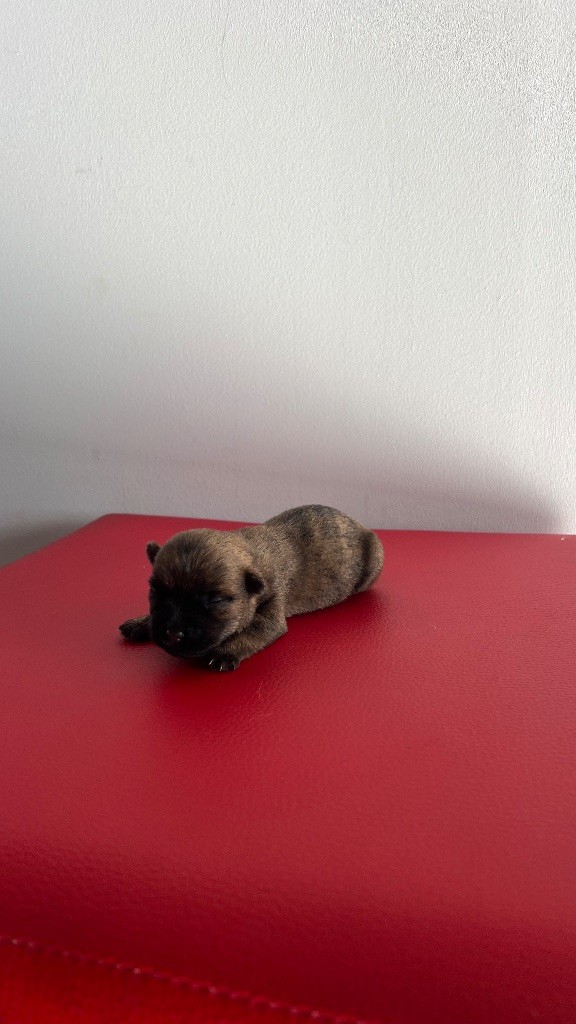 du Banc des Hermelles - Chiots disponibles - Cairn Terrier