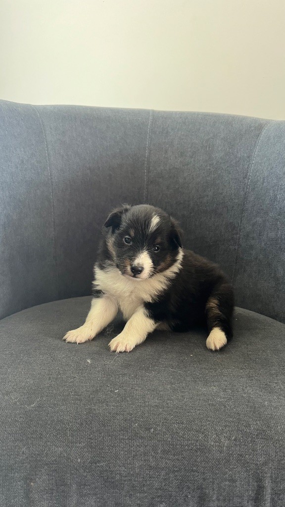 du Banc des Hermelles - Chiots disponibles - Shetland Sheepdog