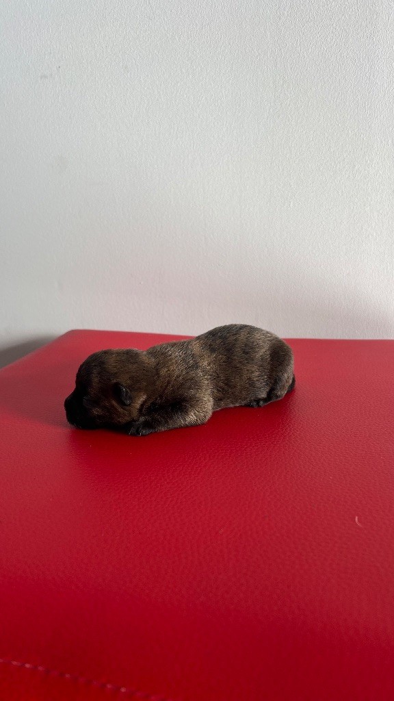 du Banc des Hermelles - Chiots disponibles - Cairn Terrier