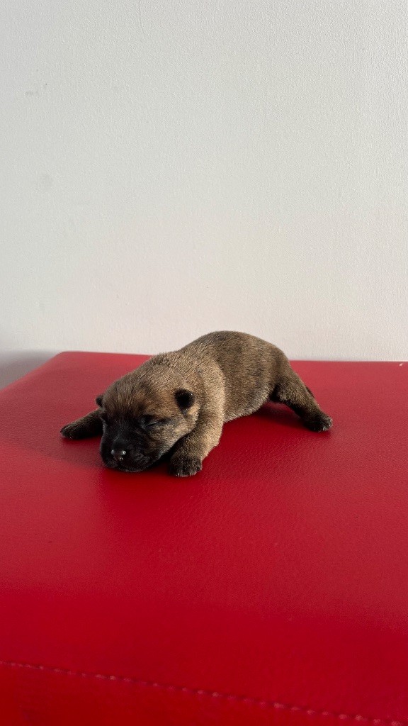 du Banc des Hermelles - Chiots disponibles - Cairn Terrier