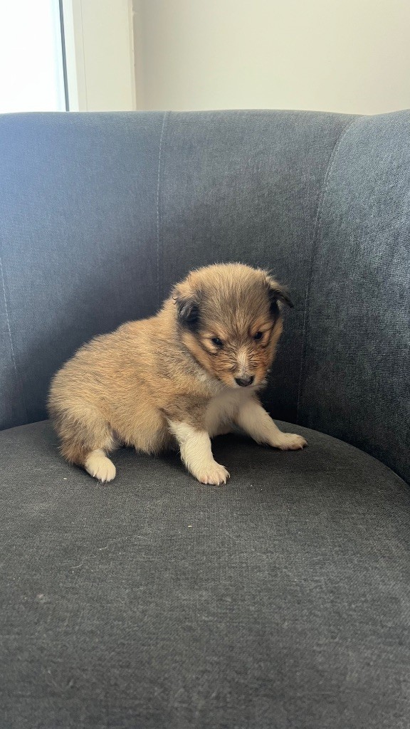 du Banc des Hermelles - Chiots disponibles - Shetland Sheepdog